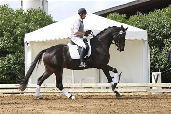Silver medal mare Lupin